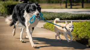 Dog Walking Dog